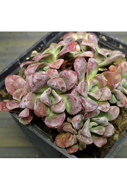 Очиток ложколистий Пурпуреум в контейнері